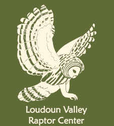 Loudoun Valley Raptor Center Logo