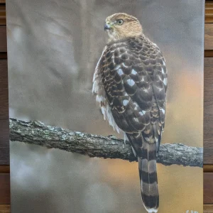Juvenile Cooper's Hawk