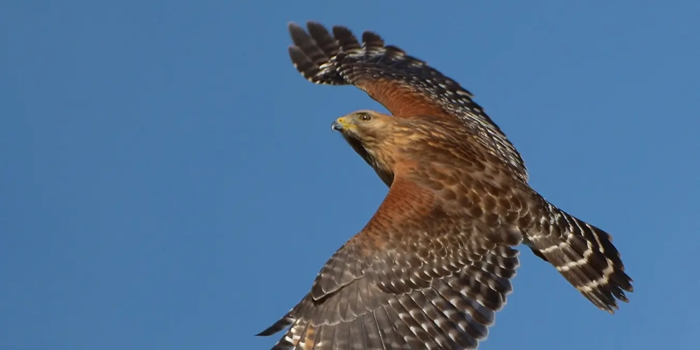 Red Shouldered Hawk in flight